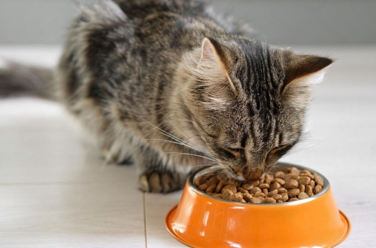 Best Premium quality Cat Food
