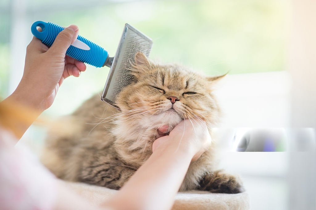 🧼 Grooming & Care - Meowzify