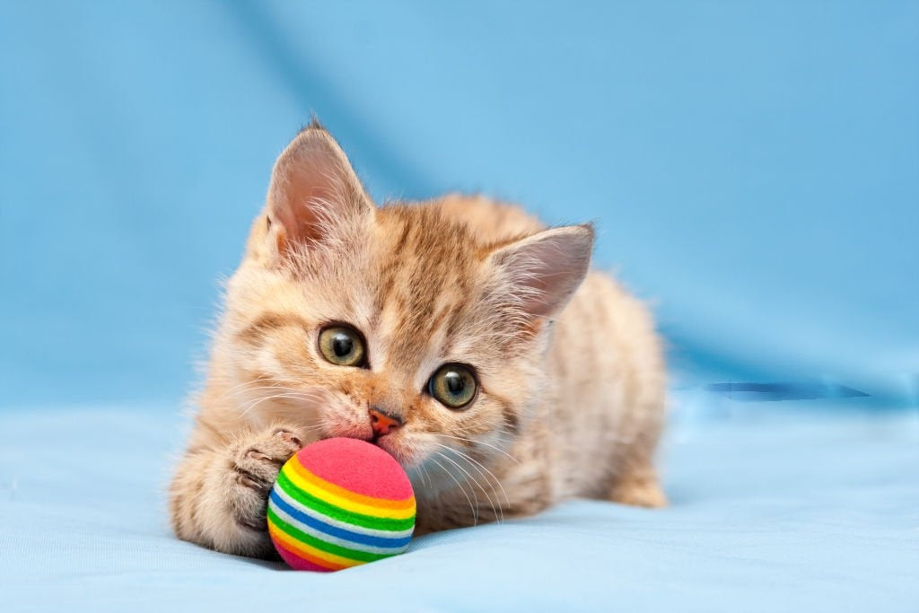 🎾 Toys & Play - Meowzify
