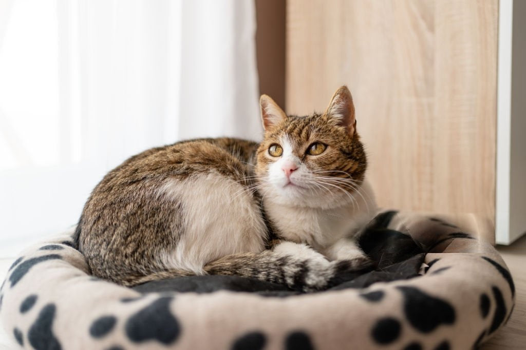 🛏️ Beds & Furniture - Meowzify