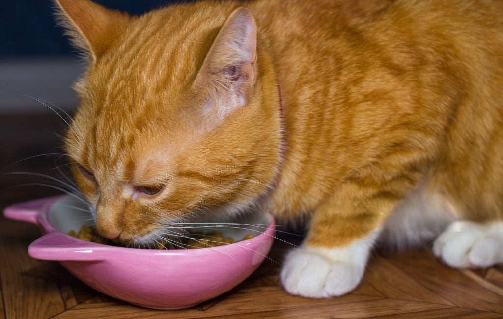 🍽️ Feeding & Water - Meowzify
